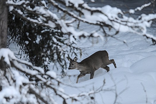 В Приамурье полицейские спасли косулю, заблудившуюся на железнодорожной станции