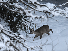 В Приамурье полицейские спасли косулю, заблудившуюся на железнодорожной станции