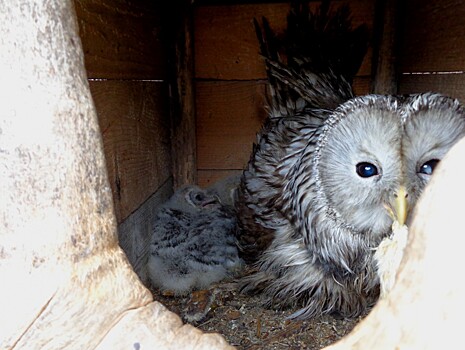 Нечаянная радость: у биологов Мурашовых 20-летняя сова вывела птенцов