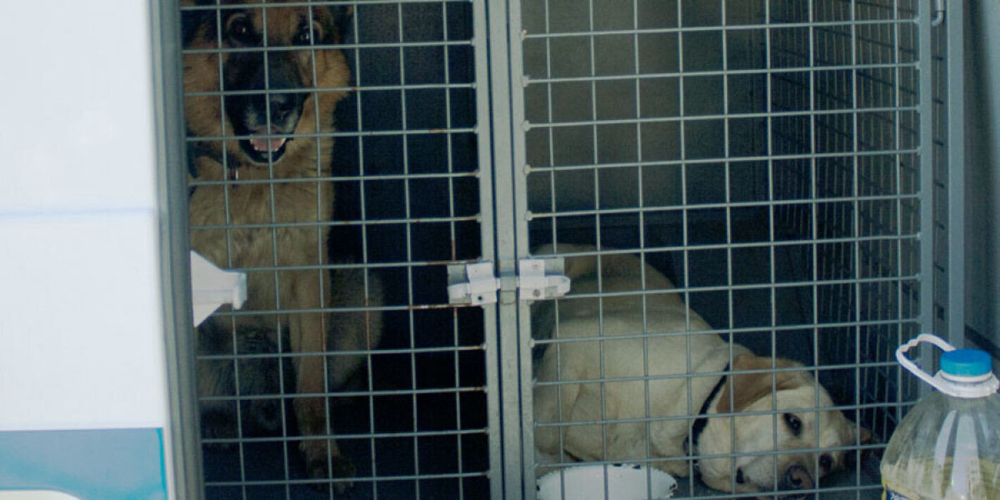 Приют для животных санкт петербург