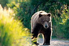 Невозмутимый гид поздоровался с огромным медведем гризли и попал на видео