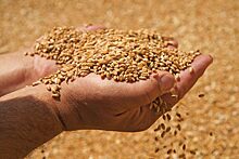 Из-за запрета на экспорт пшеницы и подсолнечника саратовские аграрии могут отказаться от их выращивания