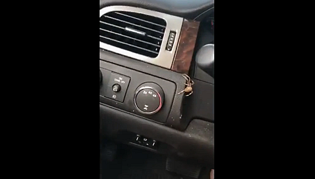 Огромный паук под рулем авто превратил поездку женщины в ад – жуткое видео