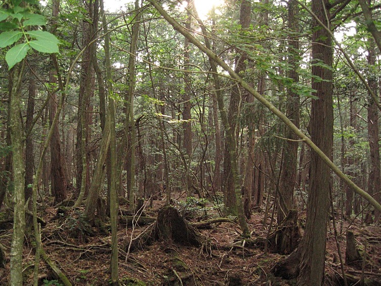Лес самоубийц Аокигахара (Япония) Этот лес давно стал одной из самых жутких достопримечательностей Японии. Ежегодно на его территории находят от 50 до 100 людей, покончивших с собой. Местные жители считают, что это гиблое место привлекает к себе самоубийц, поскольку в нем обитает нечистая сила.