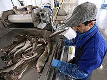 Юрий Трутнев: Экспорт из ДФО сельхозпродукции и рыбы восстановился