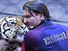 Запашный высказался о судьбе напавших на директора сафари-парка львов