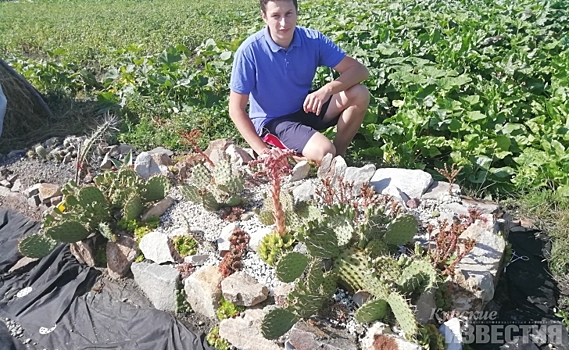 Коллекционер высаживает в Курске редкие виды кактусов