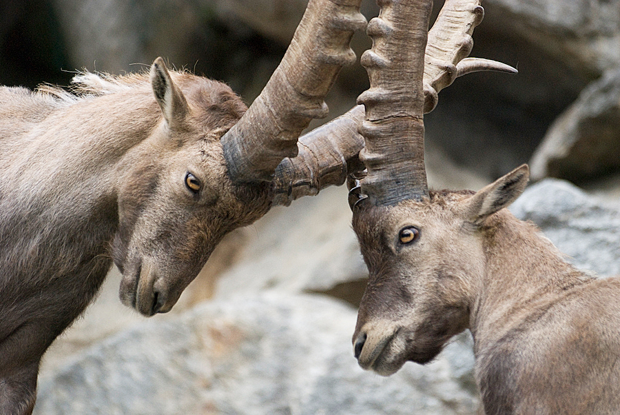 Зоопарк Alpenzoo, Инсбрук, Австрия