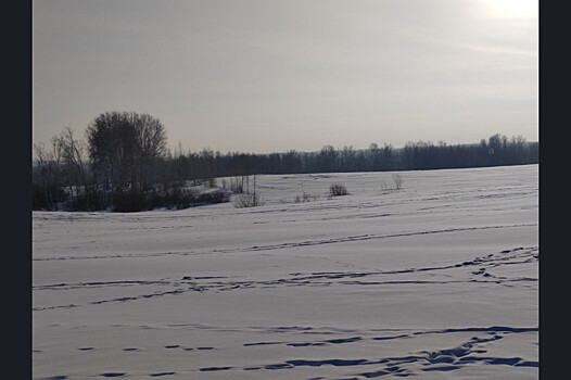 Прогресс идет семимильными шагами: новосибирских лосей посчитает ИИ