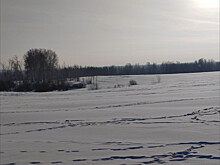 Прогресс идет семимильными шагами: новосибирских лосей посчитает ИИ