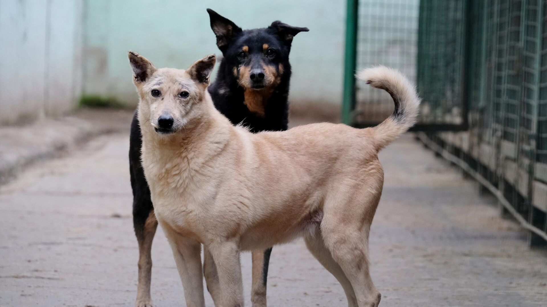 Власти Республики Алтай приняли законопроект об эвтаназии бродячих собак