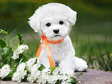 Маленькие породы собак: топ-8 домашних питомцев для городских квартир