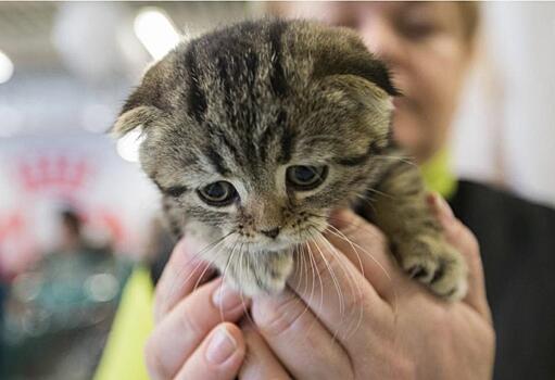 Кота отдали в добрые руки, но что с ним сделали потом – никто не ожидал