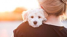 Сохранные операции для собак с остеосаркомой