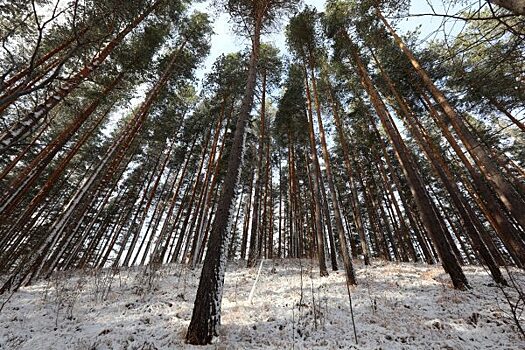 В Кежемском районе на площадке складирования древесины на рабочего упало бревно