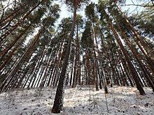 В Кежемском районе на площадке складирования древесины на рабочего упало бревно