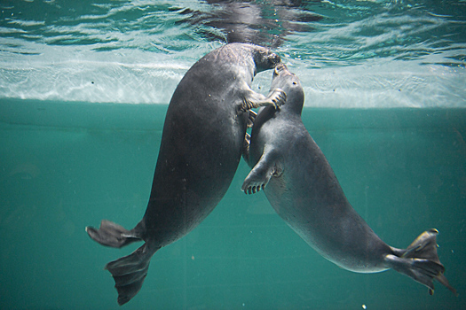 В Москве появится «Океан любви»