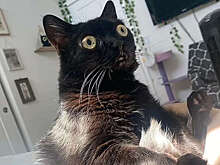 BP: кошки используют 276 выражений морды для коммуникаций с сородичами