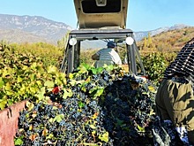 Власти Крыма планируют поставлять в Белоруссию вино и сакские грязи