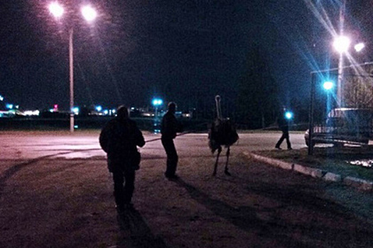 Украинские полицейские устроили погоню за страусами