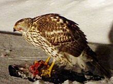 В Архангельске дикий ястреб устроил охоту на ворон