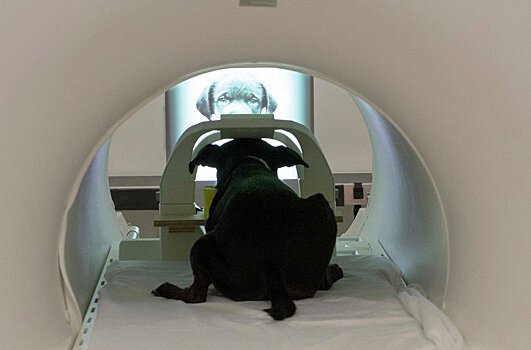 Собака внутри магнитно-резонансного томографа
