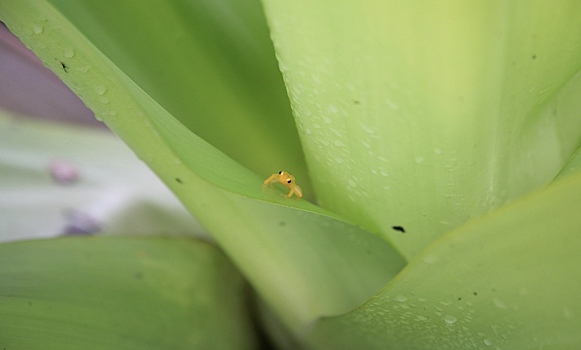 Открыт новый вид крошечных тыквенных жаб