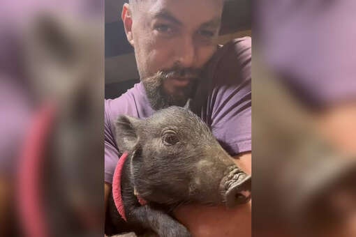 Джейсон Момоа забрал домой свинку со съемок фильма «Страна сна»