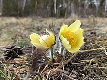 В парке Гагарина зацвели подснежники