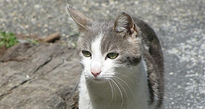 Пропавшую в Швейцарии кошку спустя год нашли в Германии
