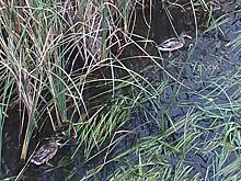 Весеннюю охоту отменили из-за спецоперации на Украине