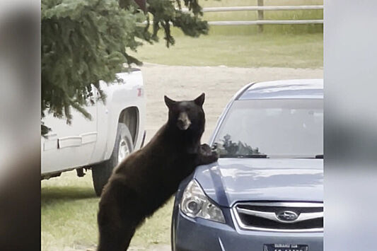В США медведь оказался запертым на ночь внутри автомобиля