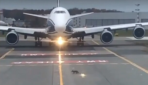 Самолет в «Шереметьево» пропустил лису на взлетно-посадочной полосе