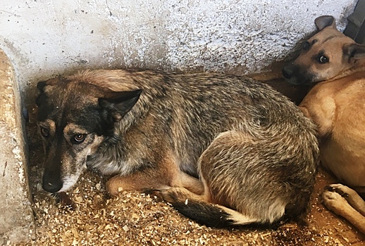 В Челябинской области потратят 100 миллионов рублей на бездомных животных