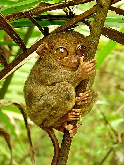 Долгопят относят к приматам, но у них есть одно существенное отличие в виде огромных желтых глаз. Их размер почти такой же, как и у мозга долгопятов.