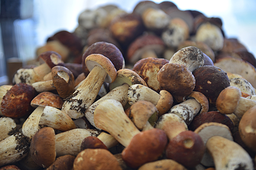Диетолог перечислила съедобные грибы, которые представляют опасность для здоровья