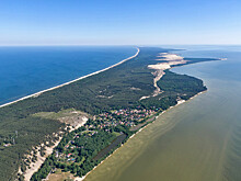 Стало известно, какое наказание грозит директору «Куршской косы» за вырубку леса