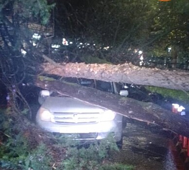 Дерево упало на машину с водителем в Сочи