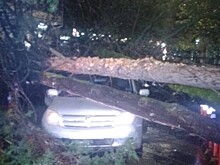 Дерево упало на машину с водителем в Сочи
