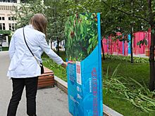 Мосприрода подвела итоги познавательного экоквеста «Дерево знаний»