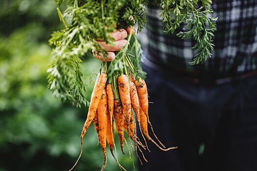 Ученые изучили питательный состав моркови и пришли к неожиданным результатам