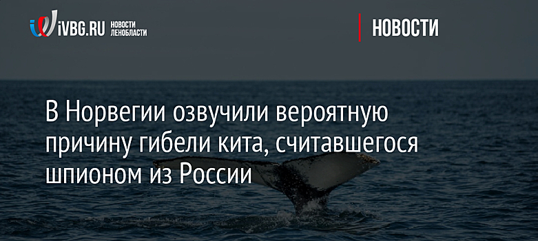В Норвегии озвучили вероятную причину гибели кита, считавшегося шпионом из России