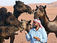 Почему жители одной из богатейших стран мира уезжают в пустыню пасти верблюдов