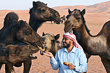 Почему жители одной из богатейших стран мира уезжают в пустыню пасти верблюдов