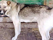 Собака случайно застрелила рыбака из охотничьего ружья, обвиняемым стал владелец оружия