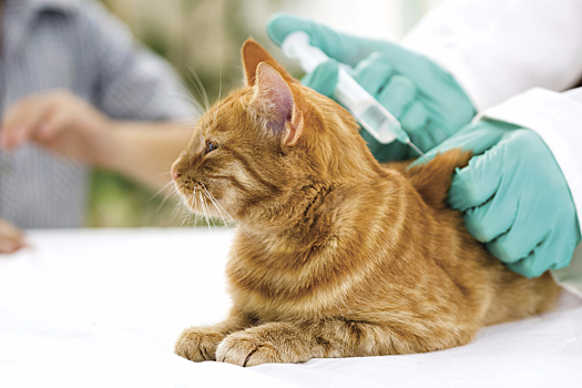 Бесплатно вакцинировать домашних животных от бешенства можно в течение декабря в ветклинике на Кондратюка