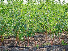 Садоводы РФ практически полностью обеспечены отечественными саженцами