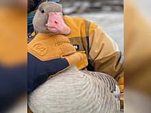 На Сурском водохранилище спасли редкого серого гуся