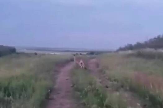 Сотрудники зоопарка под Ростовом рассказали о сбежавшем кенгуру