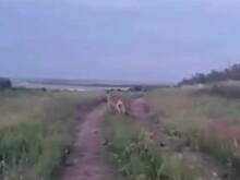 Сотрудники зоопарка под Ростовом рассказали о сбежавшем кенгуру